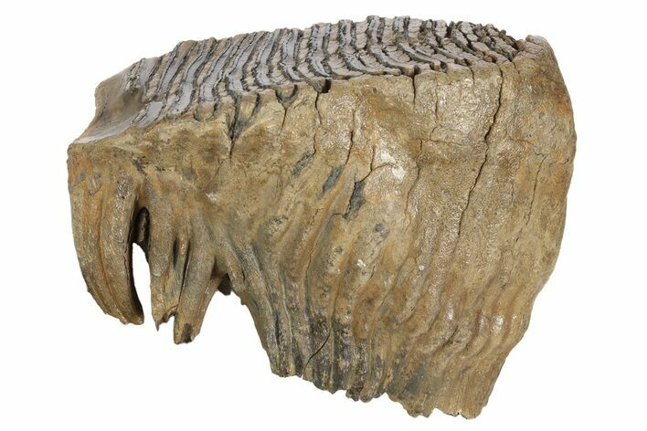 Fossil Woolly Mammoth Molar - Siberia #235040